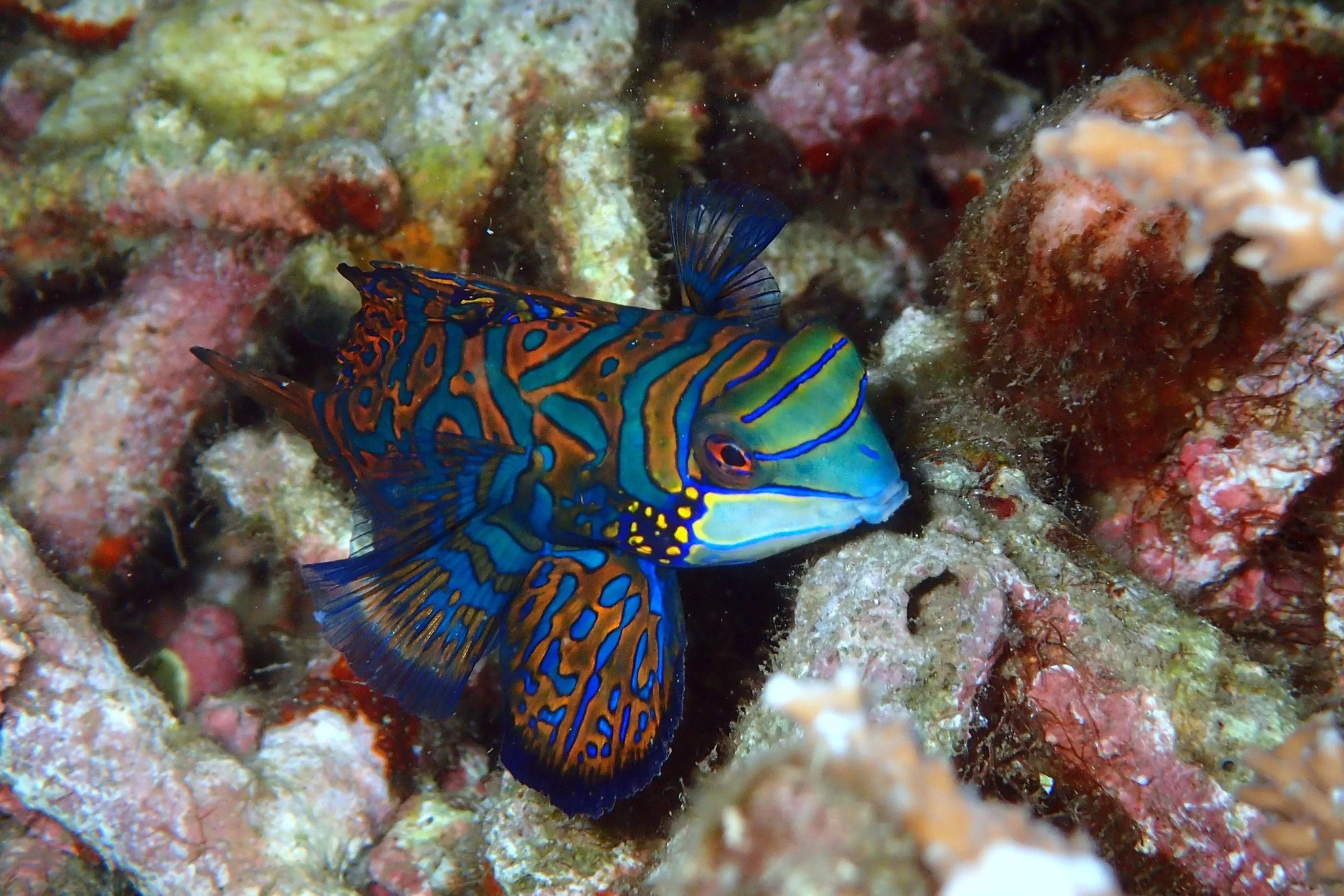 Bunaken