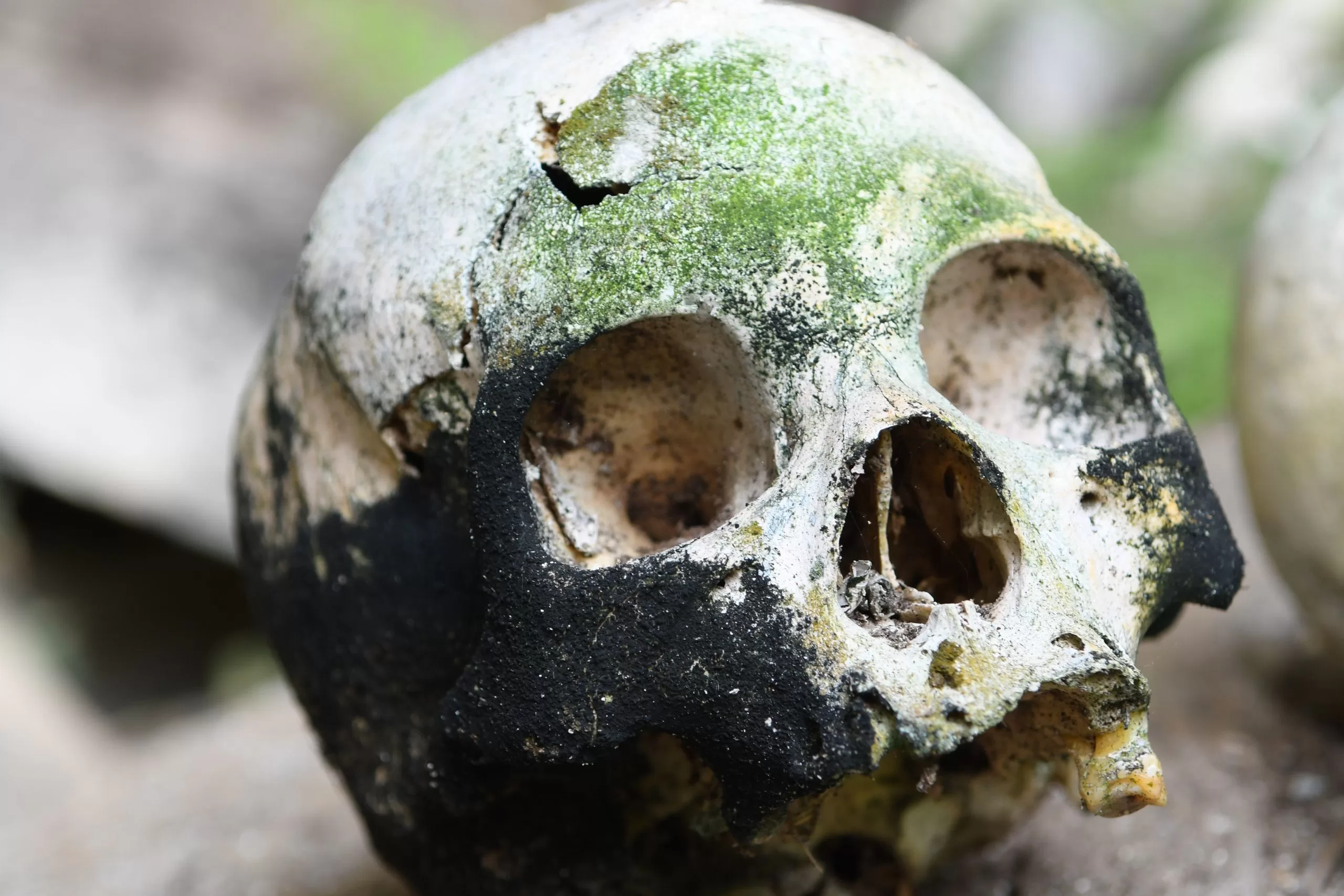 Sulawesi — Toraja culture & coral reefs