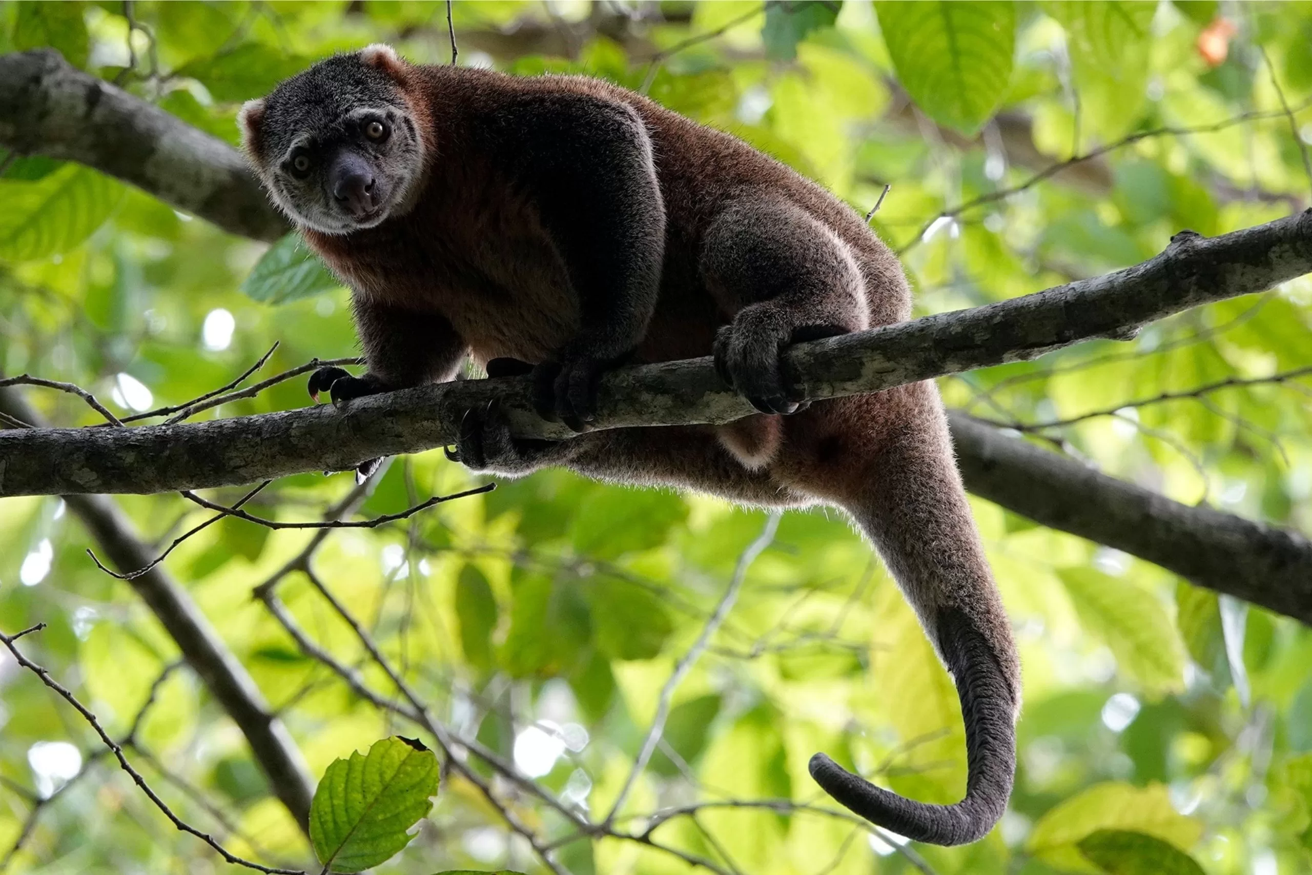 Tangkoko