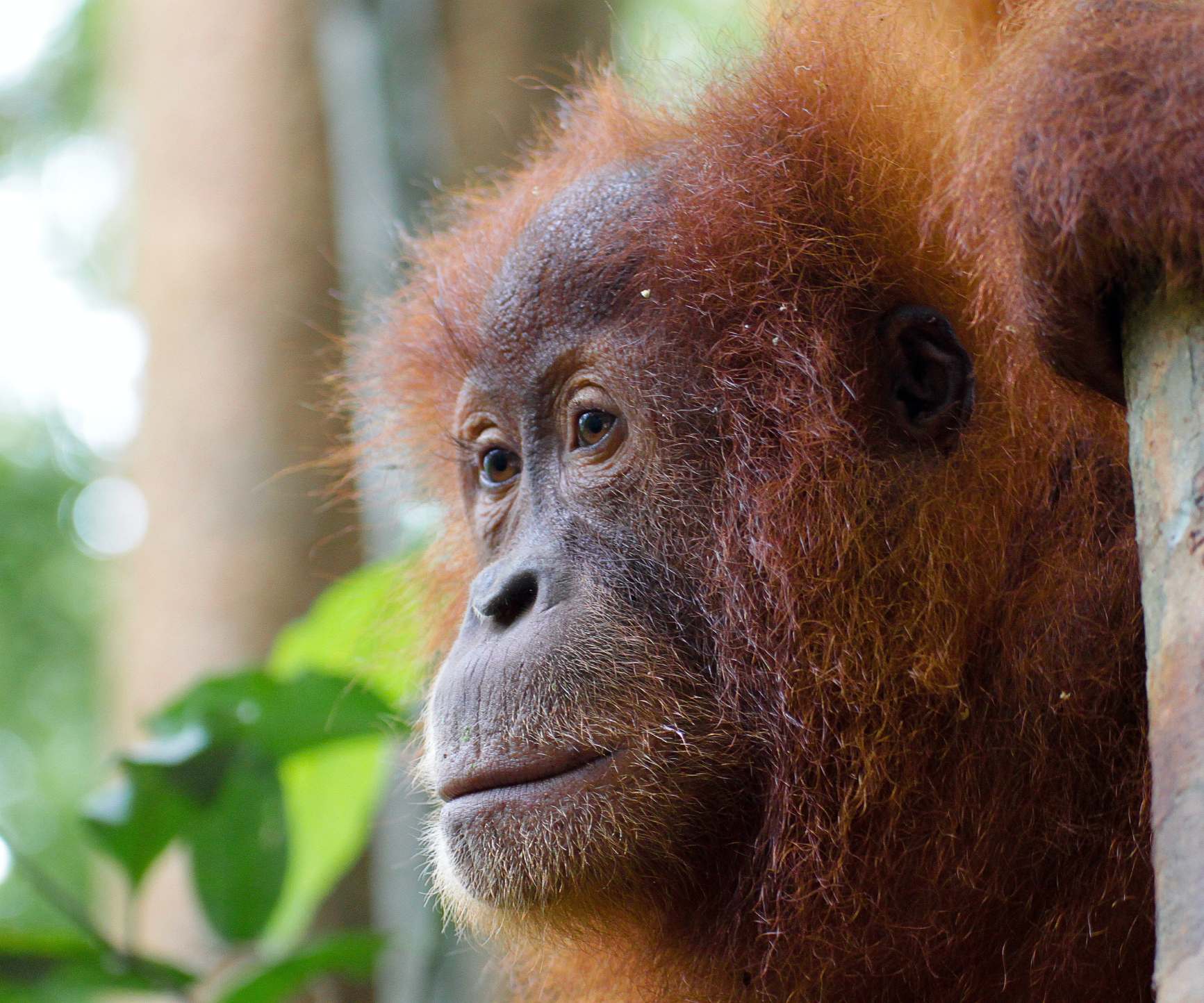 Kalimantan — Orangutans & river journeys